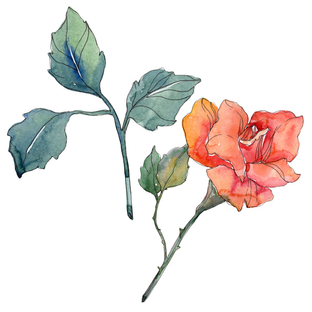 Červená oranžová růže květinové botanické květin. Divoký jarní listové wildflower izolován. Sada akvarel pozadí obrázku. Akvarel výkresu módní aquarelle. Izolované růže obrázek prvek. - Fotografie, Obrázek