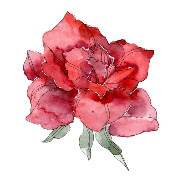 Floral βοτανικό λουλούδι κόκκινο τριαντάφυλλο. Άγρια άνοιξη φύλλων wildflower απομονωμένη. Ακουαρέλα φόντο εικόνα σύνολο. Ακουαρέλα σχεδίασης μόδας ακουαρέλα. Μεμονωμένες τριανταφυλλιές εικονογράφηση στοιχείο. - Φωτογραφία, εικόνα