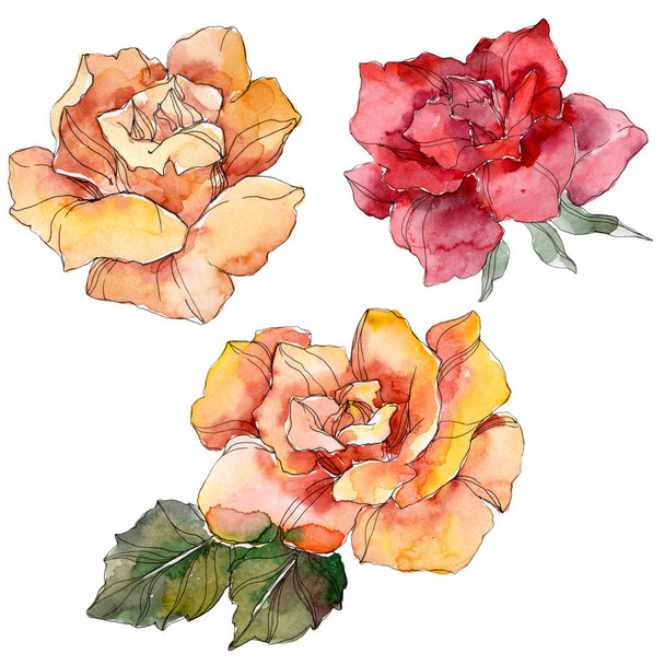 Orange and red Rose floral botanical flower. Wild spring leaf wildflower isolated. Watercolor background illustration set. Watercolour drawing fashion aquarelle. Isolated rose illustration element. - Fotoğraf, Görsel