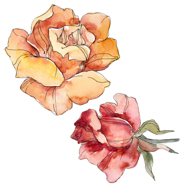 Rose floral botanical flower. Wild spring leaf wildflower isolated. Watercolor background illustration set. Watercolour drawing fashion aquarelle. Isolated rose illustration element. - Zdjęcie, obraz