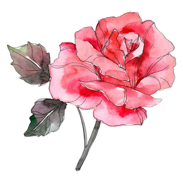 Rózsaszín rózsa botanikai virág virág. Vad tavaszi levél vadvirág elszigetelt. Akvarell háttér illusztráció készlet. Akvarell rajz divat aquarelle elszigetelt. Elszigetelt rosa ábra elem. - Fotó, kép