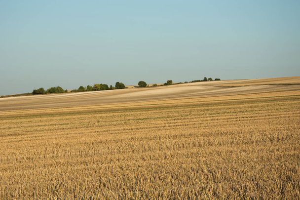 A large stubble field on a hill, trees on the horizon and a clear blue sky - Fotoğraf, Görsel
