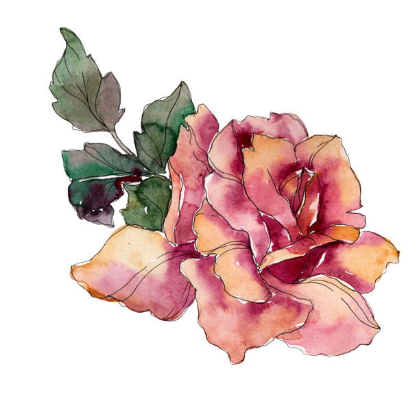 Barna rózsaszín rózsa virág botanikai virág. Vad tavaszi levél vadvirág elszigetelt. Akvarell háttér illusztráció készlet. Akvarell rajz divat aquarelle. Elszigetelt Rózsa ábra elem. - Fotó, kép
