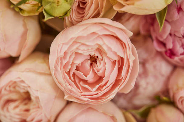 close up of pink peonies with selective focus - Fotoğraf, Görsel