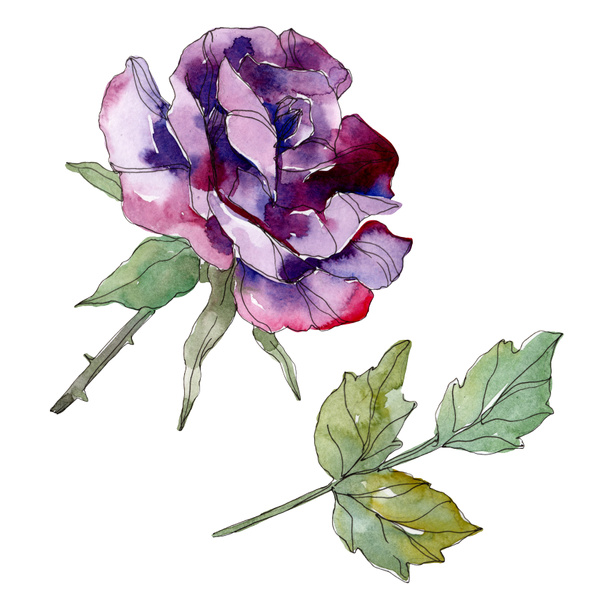 Lila Rózsa botanikai virág virág. Vad tavaszi levél vadvirág elszigetelt. Akvarell háttér illusztráció készlet. Akvarell rajz divat aquarelle. Elszigetelt Rózsa ábra elem. - Fotó, kép
