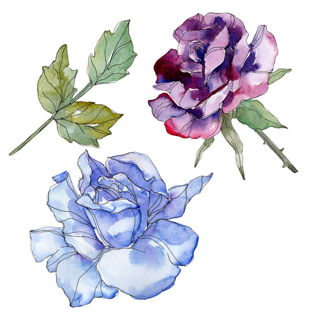 Blue and purple rose floral botanical flower. Wild spring leaf wildflower isolated. Watercolor background illustration set. Watercolour drawing fashion aquarelle. Isolated rose illustration element. - Foto, imagen