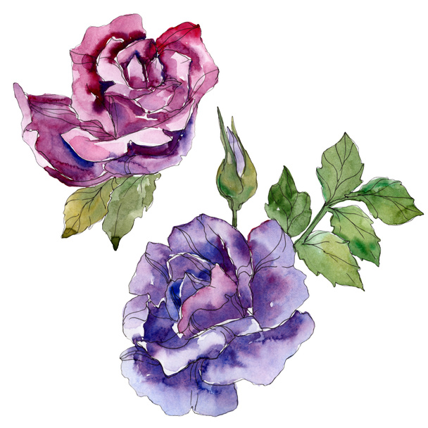 Purple and violet rose floral botanical flowers. Wild spring leaf wildflower isolated. Watercolor background set. Watercolour drawing fashion aquarelle. Isolated rose illustration element. - Foto, afbeelding