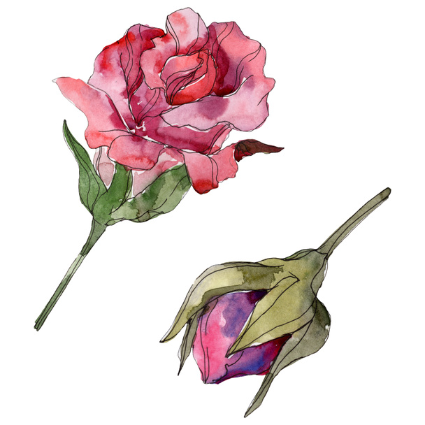 Κόκκινο και μοβ τριαντάφυλλο floral βοτανικό λουλούδια. Άγρια άνοιξη φύλλων wildflower απομονωμένη. Ακουαρέλα φόντο εικόνα σύνολο. Ακουαρέλα σχεδίασης μόδας ακουαρέλα. Μεμονωμένες τριανταφυλλιές εικονογράφηση στοιχείο. - Φωτογραφία, εικόνα