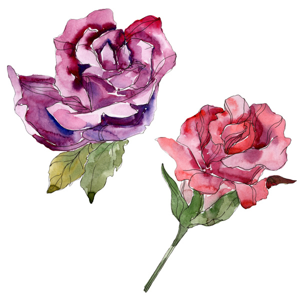 Punainen ja violetti ruusu kukka kasvitieteellinen kukkia. Villi kevään lehti luonnonvarainen kukka eristetty. Vesiväri tausta kuvitussarja. Vesiväri piirustus muoti akvarelli. Erillinen ruusun kuvituselementti
. - Valokuva, kuva