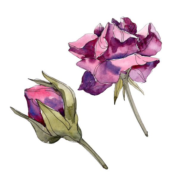 紫のバラ花植物花 野生春葉のワイルドフラワーが分離されました 水彩画背景イラスト セット 水彩描画ファッション Aquarelle 分離のバラ図の要素 ロイヤリティフリー写真 画像素材