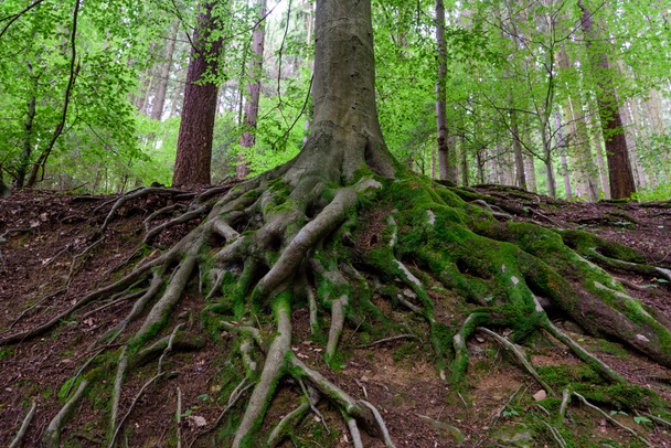 Kültéri természeti kép egy öreg fa, hatalmas gyökerei borított moha és underwood - Fotó, kép