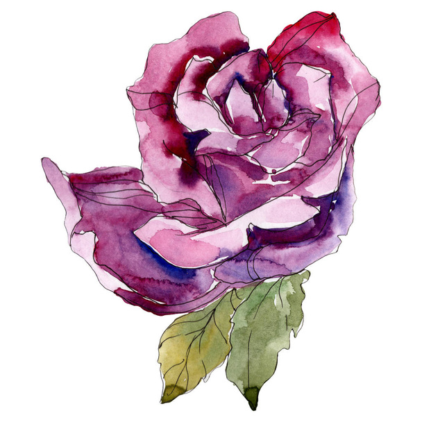 Lila virágos botanikai rózsaszirom. Vad tavaszi levél vadvirág elszigetelt. Akvarell háttér illusztráció készlet. Akvarell rajz divat aquarelle. Elszigetelt Rózsa ábra elem. - Fotó, kép