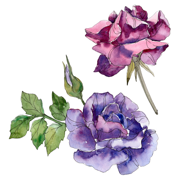 Purple and violet rose floral botanical flowers. Wild spring leaf wildflower isolated. Watercolor background set. Watercolour drawing fashion aquarelle. Isolated rose illustration element. - Photo, Image