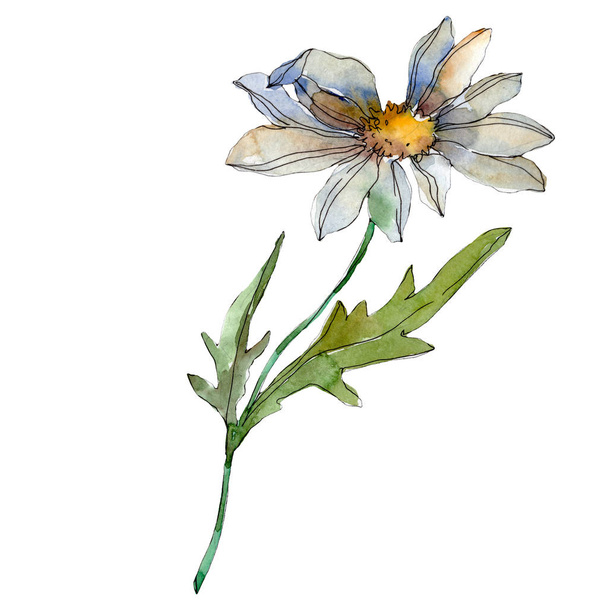 heřmánkový květ se zelenými listy izolované na bílém, akvarel ilustrace  - Fotografie, Obrázek