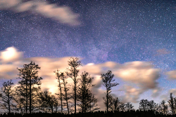 Noční krajina - několik stromů na pozadí hvězdné oblohy s bílé mraky - Fotografie, Obrázek