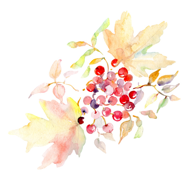 Rowanberry 花植物葉の花束。野生春葉が分離されました。水彩画背景セット。水彩描画ファッション aquarelle。孤立した花束の図要素. - 写真・画像