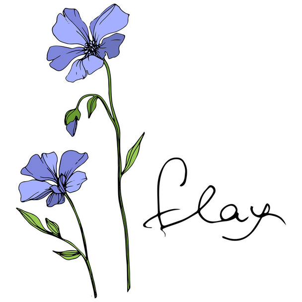 Vector Blue Flax floral botanical flower. Wild spring leaf wildflower isolated. Engraved ink art. Isolated flax illustration element on white background. - Vettoriali, immagini