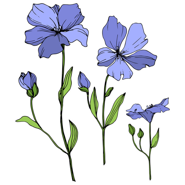 Vector Blue Flax цветочный ботанический цветок Дикий весенний цветок изолирован. Гравировка чернил. Изолированный элемент льна на белом фоне
. - Вектор,изображение