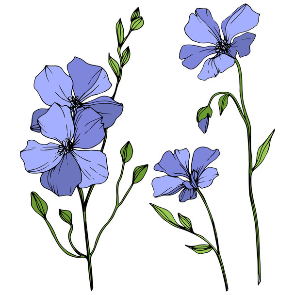 Fiore botanico floreale Vector Blue Flax. Fiore selvatico primaverile isolato. Incisione a inchiostro art. Elemento di illustrazione isolato lino su sfondo bianco
. - Vettoriali, immagini