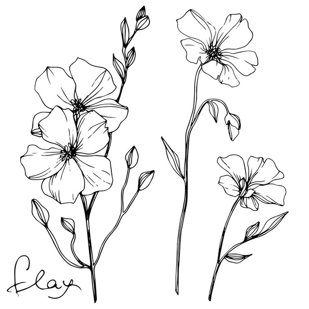 Vector Flax floral botanical flower. Wild spring leaf wildflower isolated. Black and white engraved ink art. Isolated flax illustration element on white background. - Vettoriali, immagini