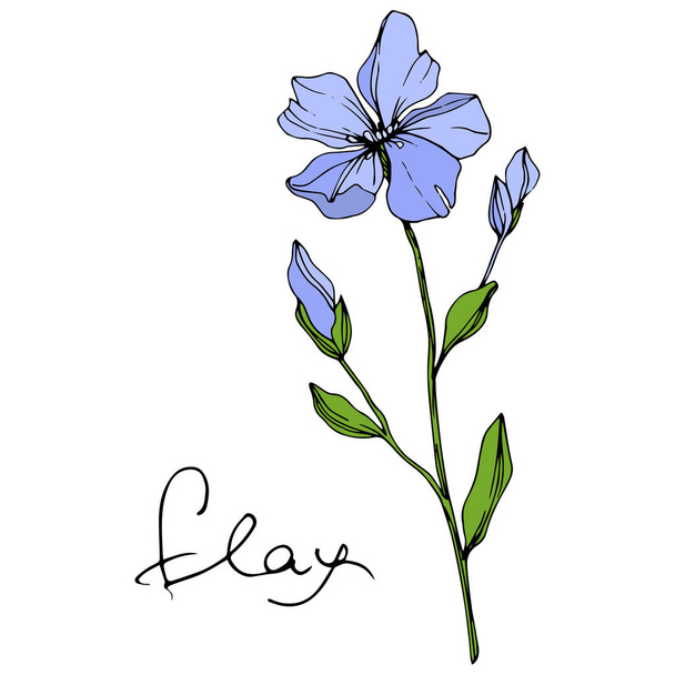 Flor botánica floral Vector Blue Flax. Flor silvestre de hoja de primavera aislada. Arte de tinta grabada. Elemento de ilustración de lino aislado sobre fondo blanco
. - Vector, Imagen