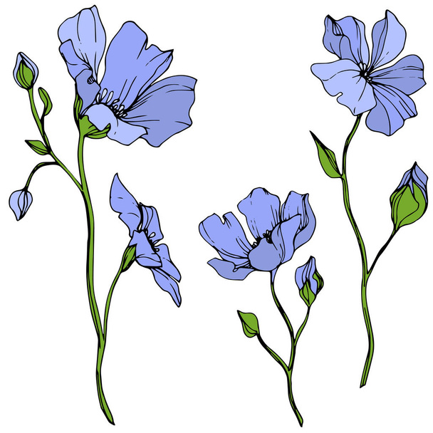 Vector Blue Flax floral botanical flower. Wild spring leaf wildflower isolated. Engraved ink art. Isolated flax illustration element on white background. - Vektor, kép