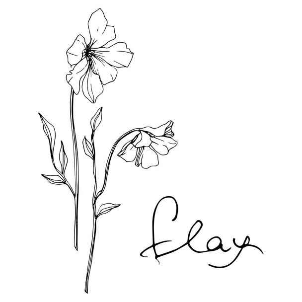 Vector Flax floral botanical flower. Wild spring leaf wildflower isolated. Black and white engraved ink art. Isolated flax illustration element on white background. - Vetor, Imagem