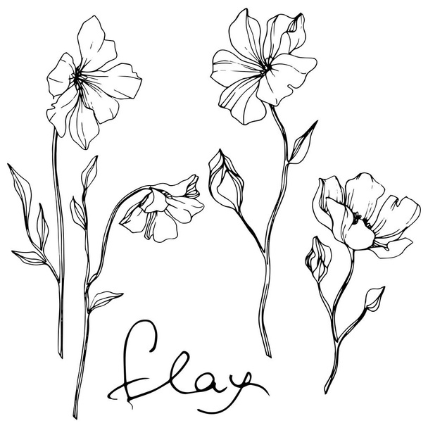 Vector Flax floral botanical flower. Wild spring leaf wildflower isolated. Black and white engraved ink art. Isolated flax illustration element on white background. - Vetor, Imagem