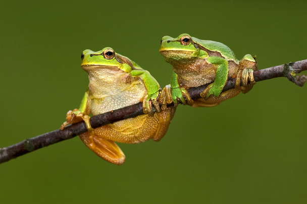 Frog - Photo, Image