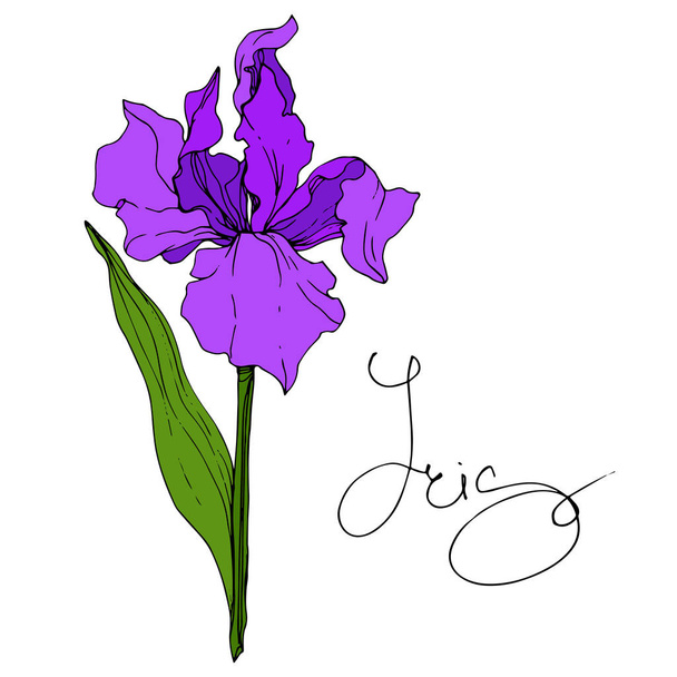 Vektör mor Iris botanik çiçek. Vahşi bahar yaprak izole kır çiçeği. Oyulmuş mürekkep sanat. İzole Iris resim öğesi. - Vektör, Görsel