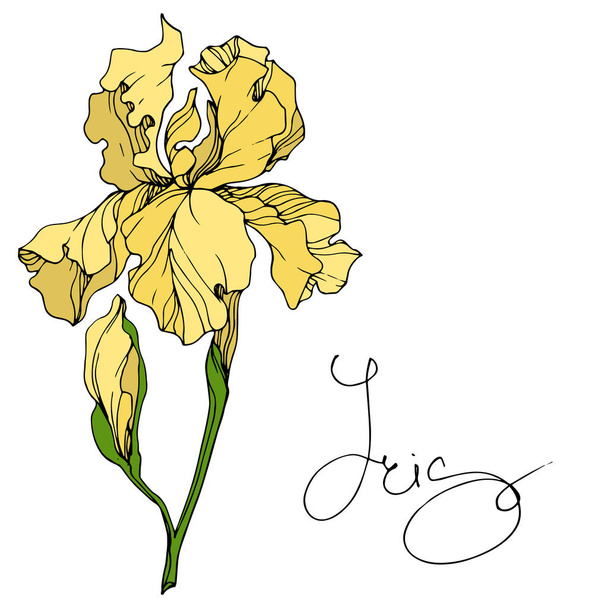 Vector Yellow Iris floral botanical flower. Wild spring leaf wildflower isolated. Engraved ink art. Isolated iris illustration element. - Vector, Image