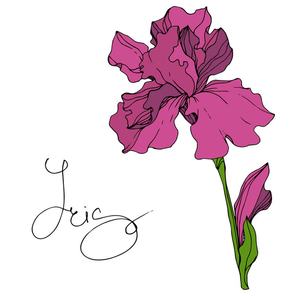 Vektör Maroon Iris botanik çiçek. Vahşi bahar yaprak izole kır çiçeği. Oyulmuş mürekkep sanat. İzole Iris resim öğesi. - Vektör, Görsel