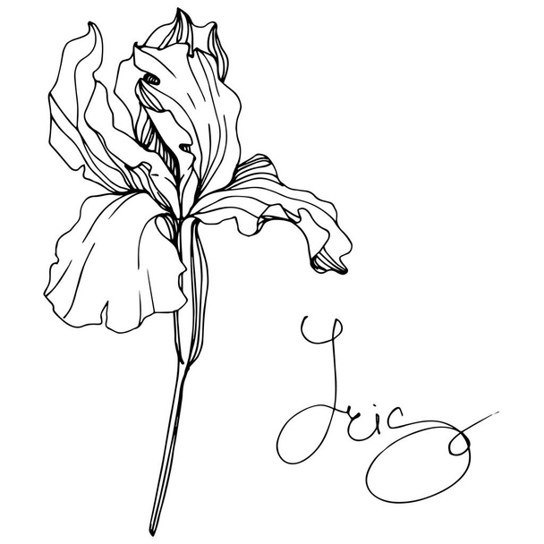 Vector Iris floral botanical flower. Wild spring leaf wildflower isolated. Black and white engraved ink art. Isolated iris illustration element. - Vetor, Imagem