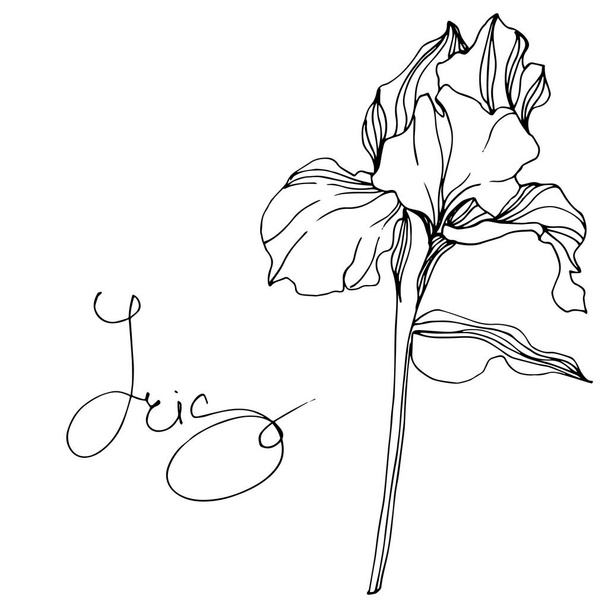 Vektör Iris botanik çiçek. Vahşi bahar yaprak izole kır çiçeği. Siyah ve beyaz mürekkep sanat kazınmış. İzole Iris resim öğesi. - Vektör, Görsel