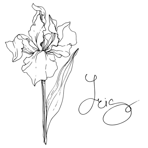 Vector Iris flor botânica floral. Folha selvagem primavera wildflower isolado. Tinta gravada a preto e branco. Iris isolado elemento de ilustração
. - Vetor, Imagem