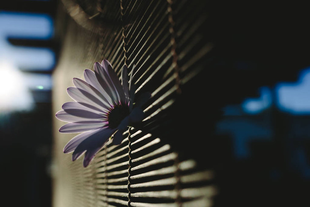 Όμορφο και λεπτό λευκό θηλυκό λουλούδι σκούρο φόντο που φωτίζεται από πίσω. - Φωτογραφία, εικόνα