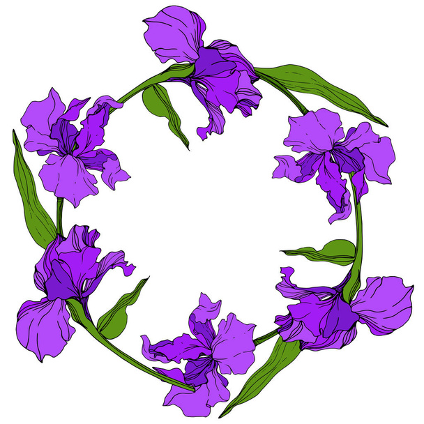 Vector Purple Iris floral botanical flower. Flor silvestre de hoja de primavera aislada. Arte de tinta grabada. Marco borde ornamento cuadrado
. - Vector, Imagen