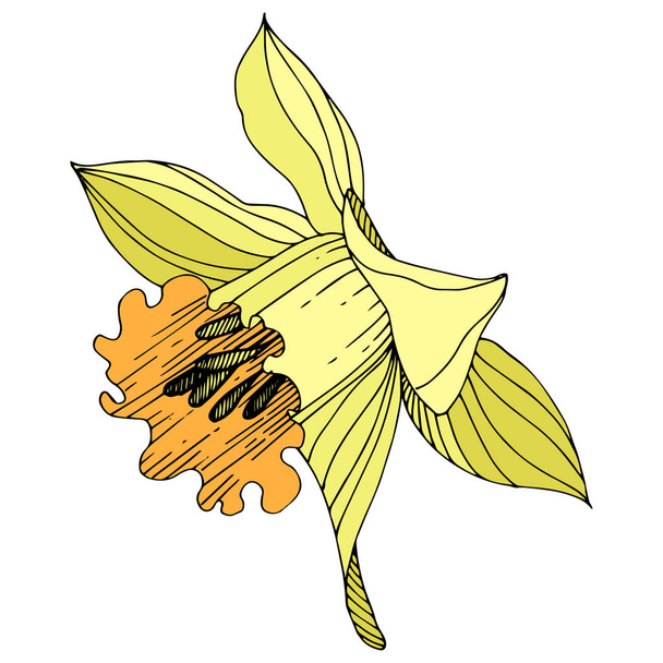 Вектор жовтий квіткові ботанічні квітка нарциса. Дикі весна leaf wildflower ізольовані. Гравіровані чорнила мистецтва. Ізольована Нарцис елемент ілюстрації на білому тлі. - Вектор, зображення