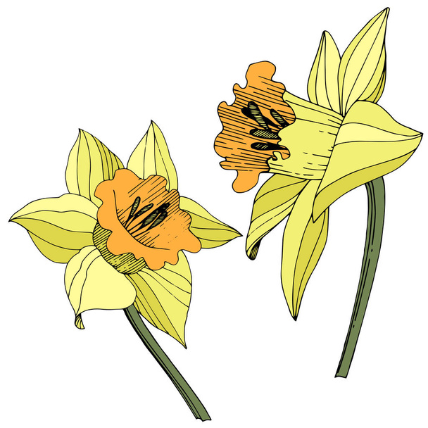 Vector Yellow Narcissus floral botanical flower. Wild spring leaf wildflower isolated. Engraved ink art. Isolated narcissus illustration element on white background. - Vector, afbeelding