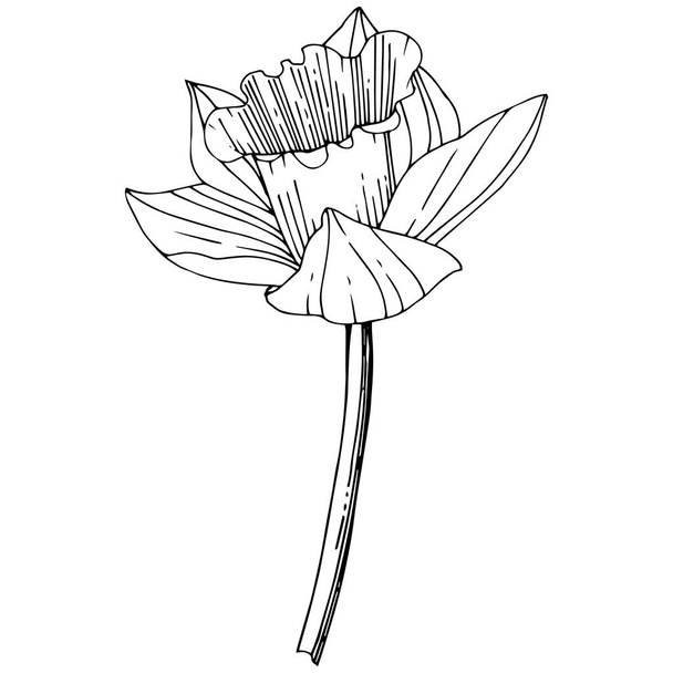 Vector Narcissus floral botanical flower. Wild spring leaf wildflower isolated. Black and white engraved ink art. Isolated narcissus illustration element on white background. - Vektor, Bild