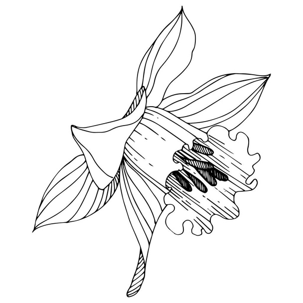 Vector Narcissus floral botanical flower. Wild spring leaf wildflower isolated. Black and white engraved ink art. Isolated narcissus illustration element on white background. - Вектор,изображение