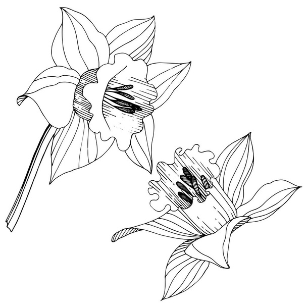 Διάνυσμα floral βοτανικό λουλούδι νάρκισσος. Άγρια άνοιξη φύλλων wildflower απομονωμένη. Μαύρο και άσπρο χαραγμένο μελάνι τέχνης. Απομονωμένη νάρκισσος εικονογράφηση στοιχείο σε λευκό φόντο. - Διάνυσμα, εικόνα