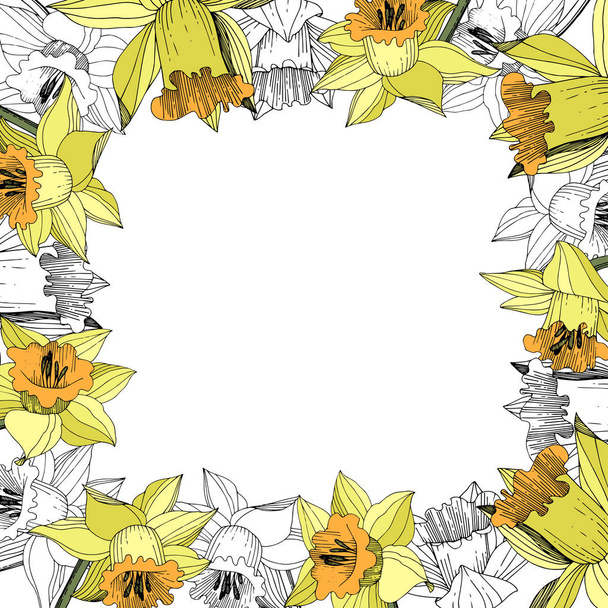 Vektör sarı nergis botanik çiçek. Vahşi bahar yaprak izole kır çiçeği. Oyulmuş mürekkep sanat. Çerçeve kenarlığı süsleme Meydanı. - Vektör, Görsel