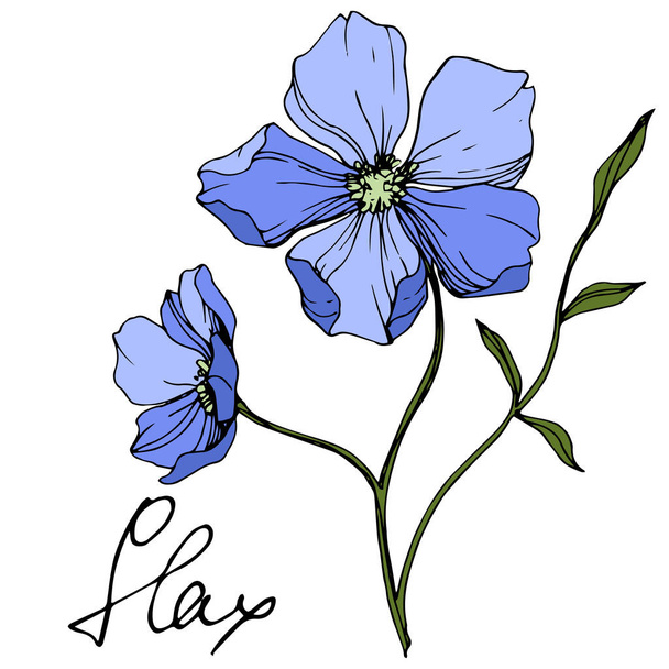 Vektori Blue Flax kukka kasvitieteellinen kukka. Villi kevään lehti luonnonvarainen kukka eristetty. Kaiverrettua mustetaidetta. Erillinen pellavan kuvituselementti valkoisella pohjalla
. - Vektori, kuva