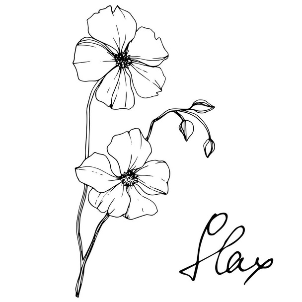 Vector Flax floral botanical flower. Wild spring leaf wildflower isolated. Black and white engraved ink art. Isolated flax illustration element on white background. - Wektor, obraz