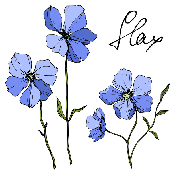 Vector Blue Flax floral botanical flower. Wild spring leaf wildflower isolated. Engraved ink art. Isolated flax illustration element on white background. - Vector, Imagen