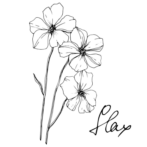 Vektori Flax kukka kasvitieteellinen kukka. Villi kevään lehti luonnonvarainen kukka eristetty. Musta ja valkoinen kaiverrettu muste taidetta. Erillinen pellavan kuvituselementti valkoisella pohjalla
. - Vektori, kuva