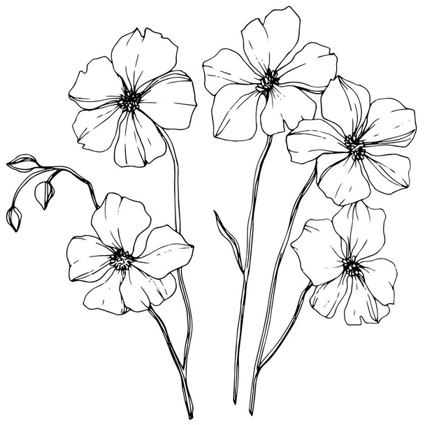 Vector Flax fleur botanique florale. Feuille sauvage de printemps fleur sauvage isolée. Encre gravée en noir et blanc. Élément d'illustration isolé en lin sur fond blanc
. - Vecteur, image
