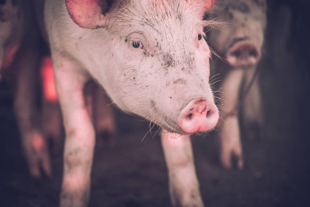 Група молодих рожевих свиней на фермі. Концепція захисту тварин
 - Фото, зображення