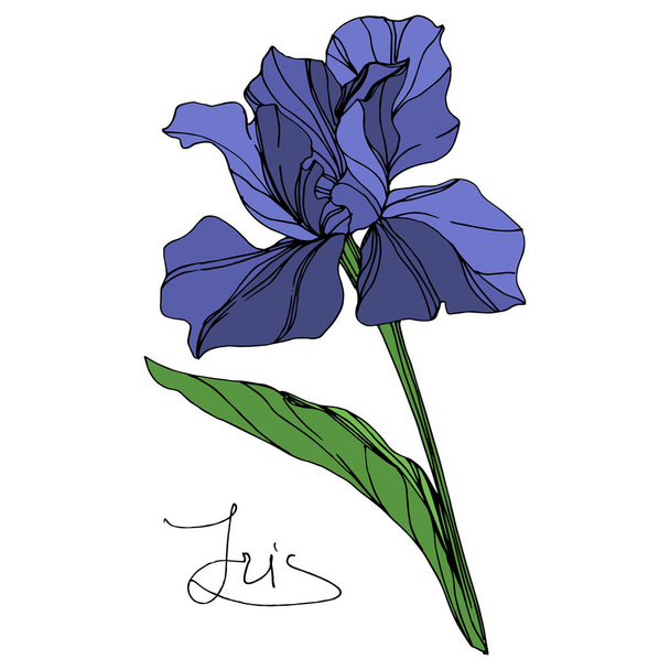 Vektör mavi iris botanik çiçek. Vahşi bahar yaprak izole kır çiçeği. Mavi ve yeşil mürekkep sanat kazınmış. İzole Iris illüstrasyon öğe beyaz arka plan üzerinde. - Vektör, Görsel